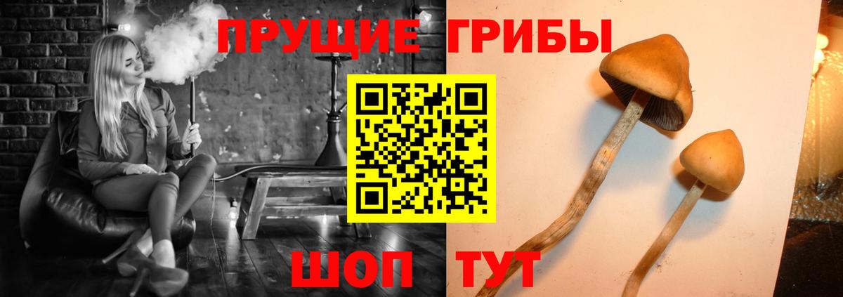 Галлюциногенные грибы Psilocybe  Вход с VPN  Галлюциногенные грибы MAGIC MUSHROOMS  Карталы 
